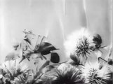THE DRAGONFLY AND ANT. 1913 RUSSIAN cartoon with English subtitles