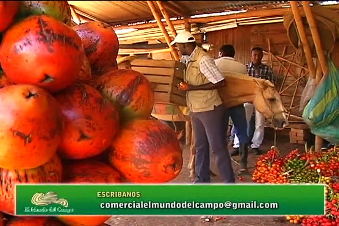 2 de junio de 2015 Cauca SUPRACAFE