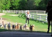 Cute Video Shows the 'Running of the Goats'