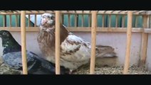Pigeon Breeds  Dove & Giant Runt & Portuguese Tumbler