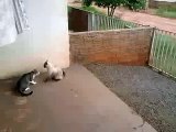 Briga de Gatos - Gatos engraçados