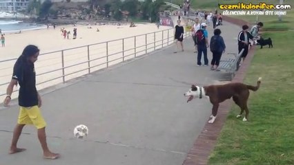 Sahibiyle Paslaşan Köpek