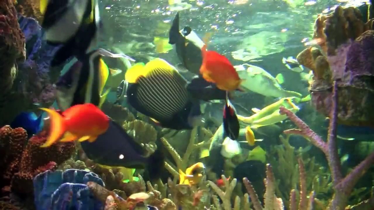 Pacific Reef Community