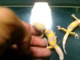 New leopard gecko combos from Your Gecko Guy.com