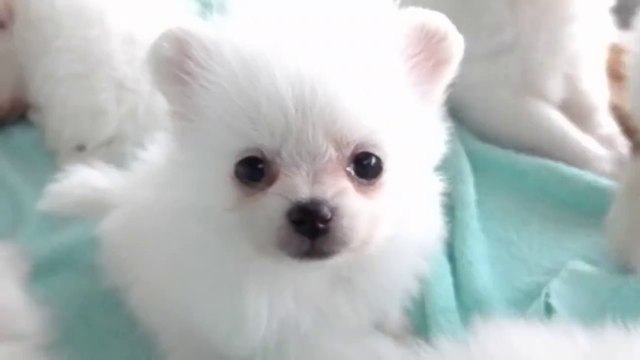 Chiots esquimau américain