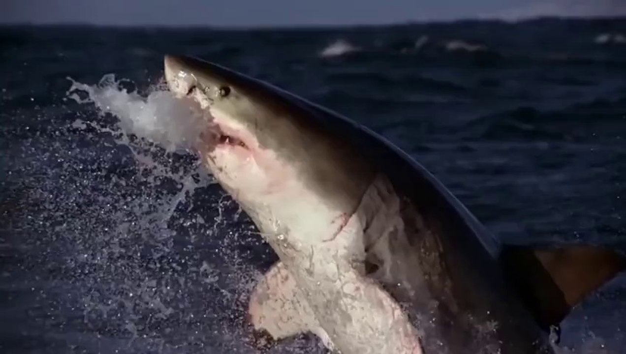 Furia Animal - Ataque de Tubarões \ 4