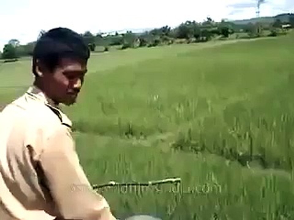 lion live attack