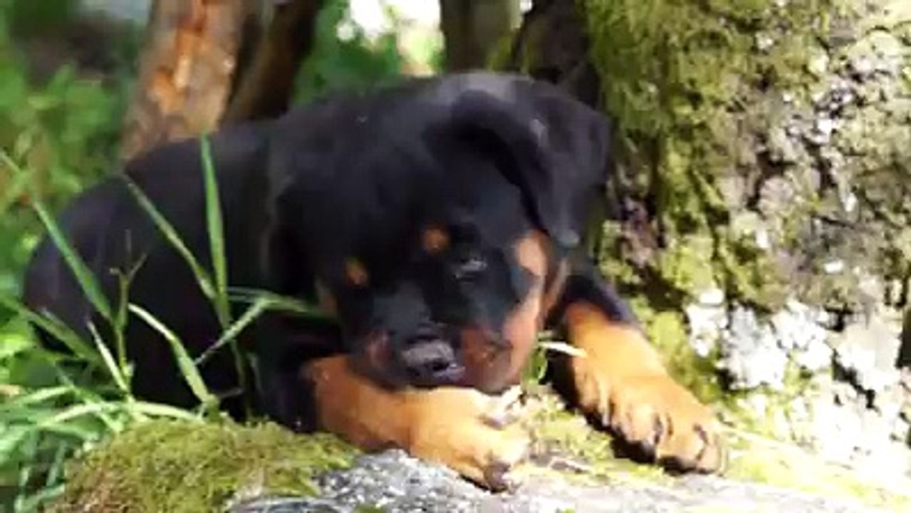 Delia Female9 weeks old