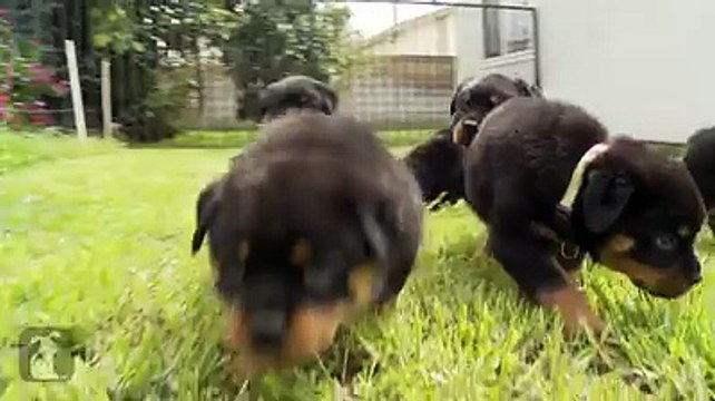 cute rottweiler puppies for sale
