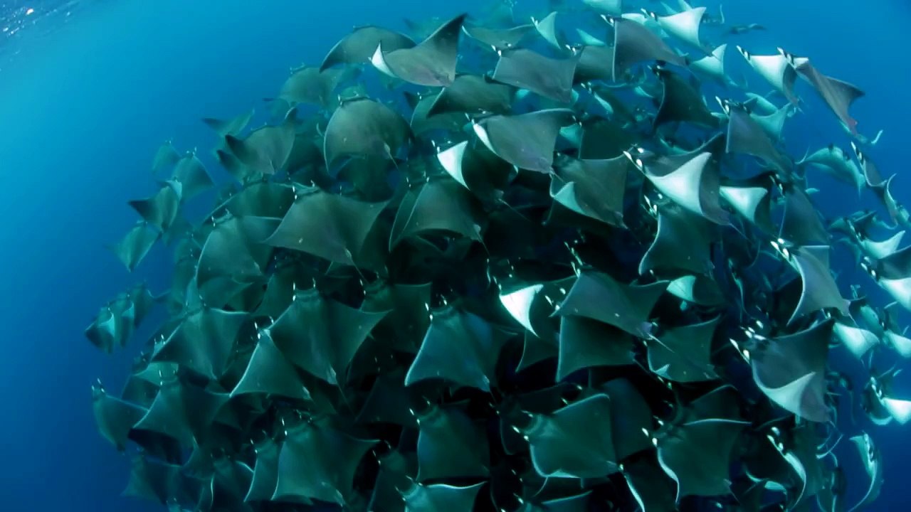 parade nuptiale des raies Mobula
