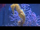Seahorse Giving Birth