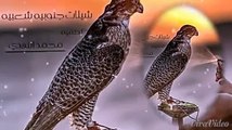 شيلات جنوبية | شيلة رائعة جدا وشعبيه