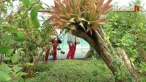 Plantes tropicales et arbres rares à découvrir à l'Arboretum de Chèvreloup