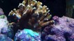 New sps corals! green acropora and montipora digitata
