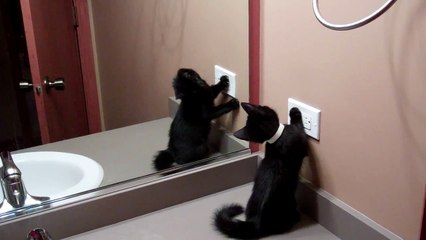 cat fighting itself in mirror and falling.MP4
