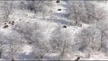 охота на КАБАНА зимой в горах (подборка)