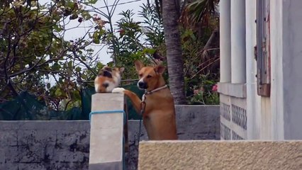 Chat et chien à la Désirade (Guadeloupe)
