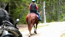 ARCADIA NATIONAL PARK, CARRIAGE ROADS, WAGON & HORSE RIDES #11