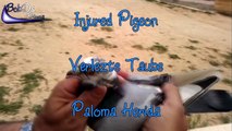 Injured Racing Pigeon / Verletzte Brieftaube / Paloma Herida (2012)