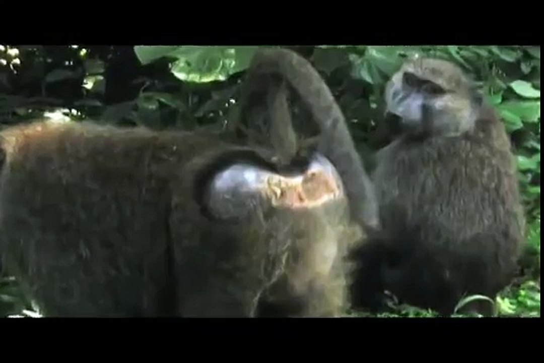 Safari!: 5 Baboon Facts You Should Know