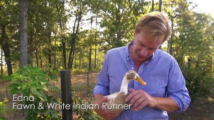 Fawn and White Indian Runner Ducks | Farm Raised With P. Allen Smith