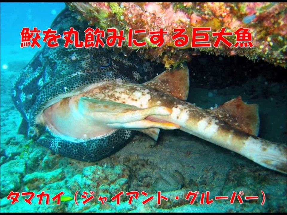 サメを丸呑みにする巨大魚　タマカイ（イタヤラ）　【ジャイアント・グルーパー】