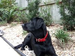 Black Lab and Butterflies