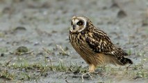 Velduil - Asio flammeus - Short-eared Owl