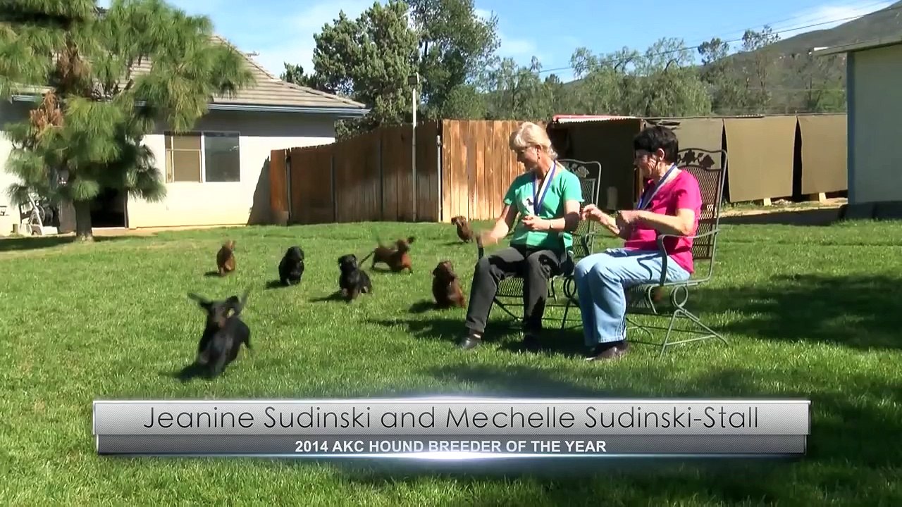 Lucene Dachshunds Having Fun!