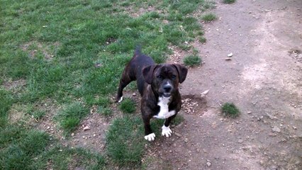 staff americain croise cavalier king charle