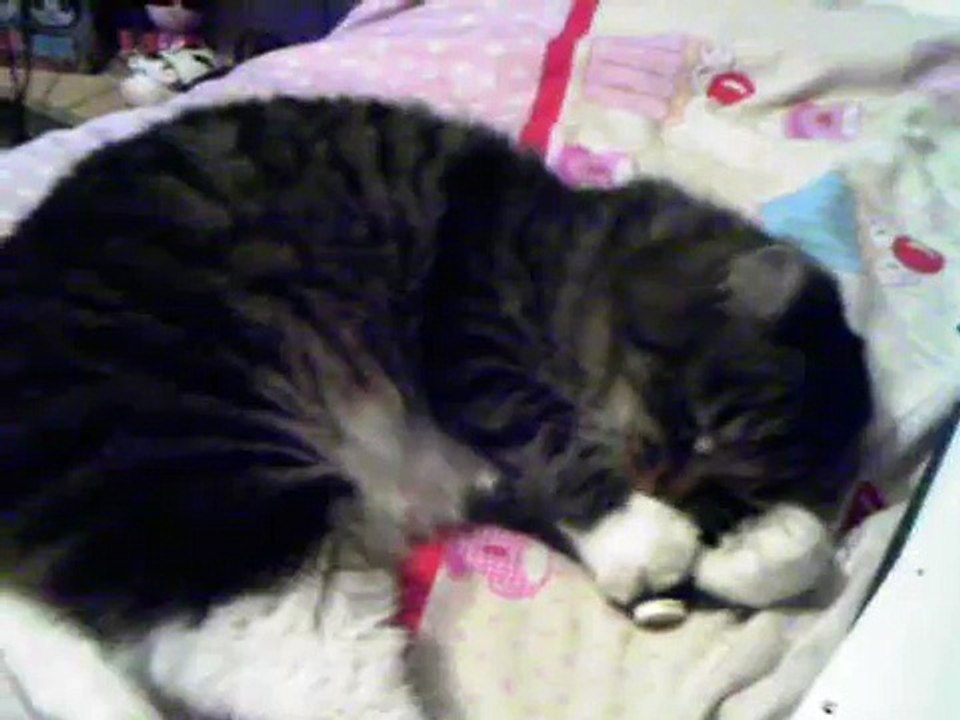kitty
