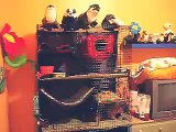 A tour of the ferrets' new cage