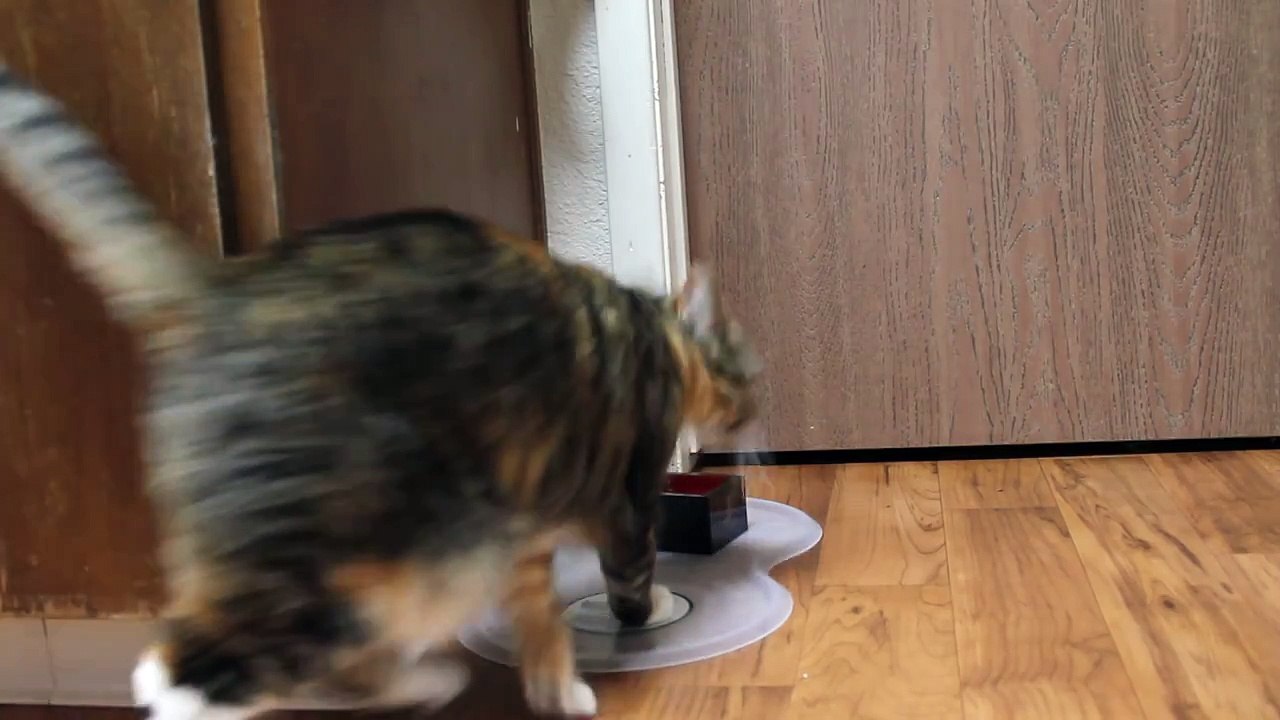 Cat does dog tricks - Sits on command and shakes hands - Both paws