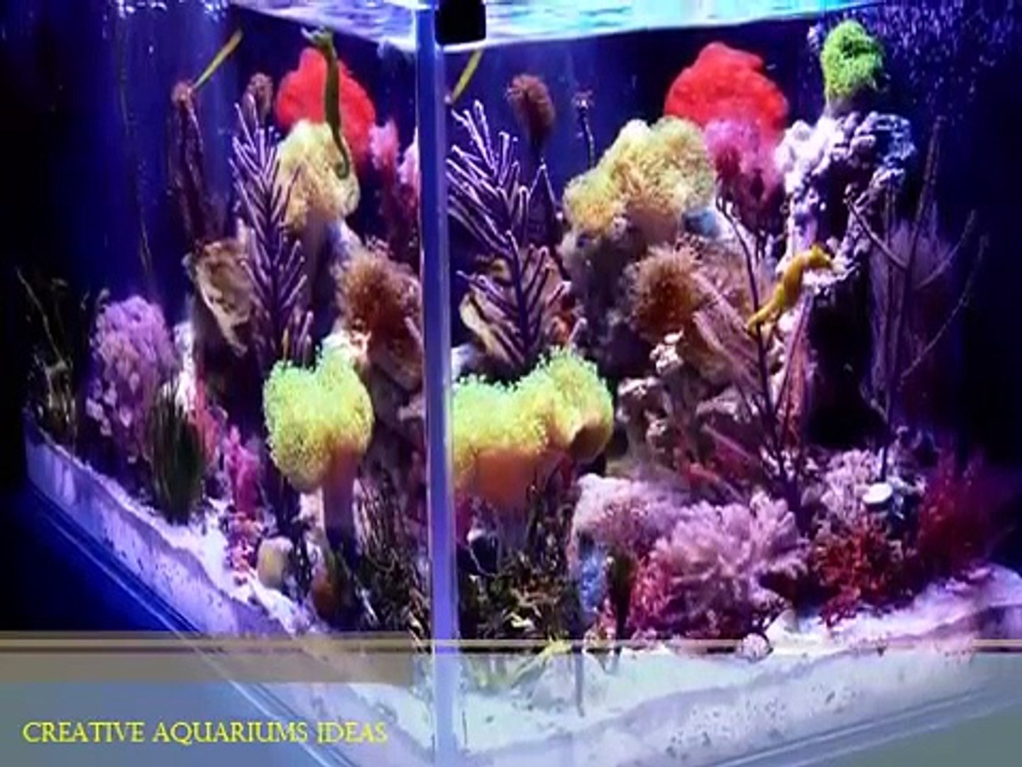 ⁣Creative Aquariums