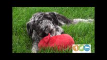 Hear Doggy UltraSonic Dog Toys with Squeaker ONLY dogs can hear