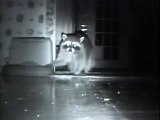 Un raton laveur, un chien, un chat et une camera nocturne