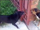 Two dogs bark at each other through the gate