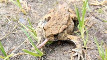 LONG TONGUE SILVER - Funny Toad with very long fake tongue!(lustige Kröte mit sehr langer Zunge)lol