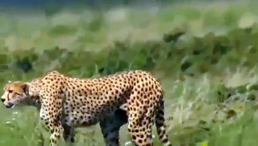 Cheetah animals documentary cheetah max speed power national