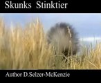Skunks Stinktier Animals Tiere Natur SelMcKenzie Selzer-McKenzie