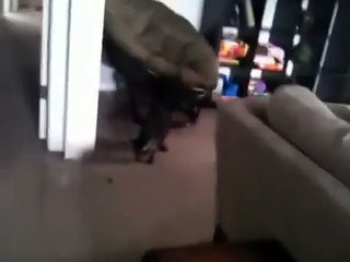 CAT SCARES WOMEN WITH LOCUST!!!