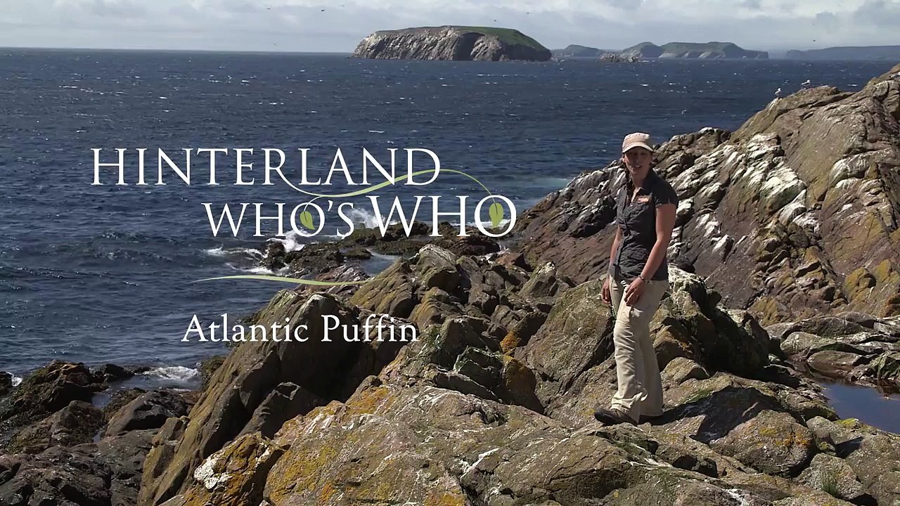 Atlantic Puffin (30 seconds)
