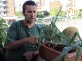 Cómo cosechamos cebollas de nuestras macetas//Balcón comestible//LlevamealhuertoTv