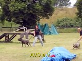 De la Arena Double Attack perro de presa canario dogo canario schutzhund protection working AVD e.V.