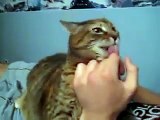 Cat Making Funny Noises While Licking