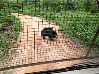 Bear getting run over by bus