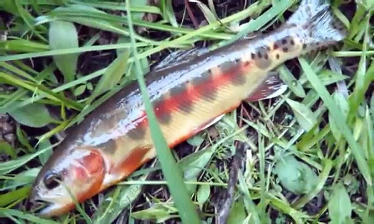 Creeks of Golden Trout-ゴールデントラウトの沢: Fly Fishing Journal/新毛鉤紀行5