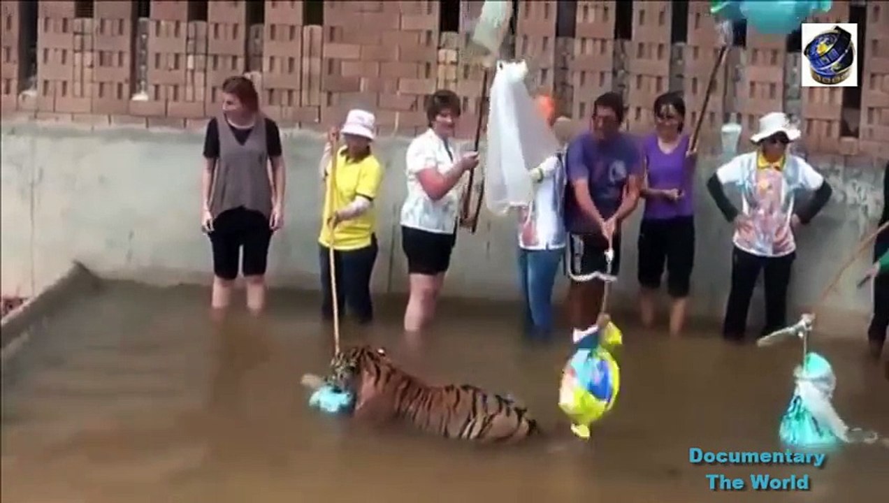 Animals Attack Humans Crazy Animals Attack People  Compilation 2015  HD