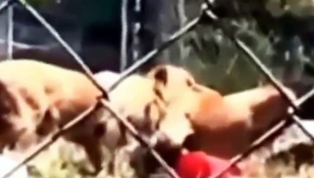 Animals attacking people Animal Attacks On Humans Most Shocking Attacks Caught On Tape