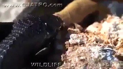 Snake Vs Black Snake Fight Documenty